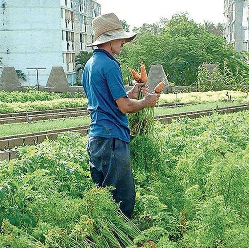 Flash in the Pan: Growing a future through farming in Cuba Flash in the Pan: Growing a future through farming in Cuba