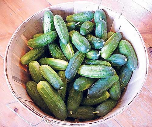 Can-do attitude: Put cucumber harvest to use as pickles