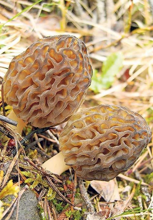 Morel-ly complex Morel-ly complex