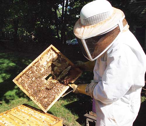 Urban beekeeper seeks to spread the buzz