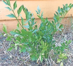 Lovage plant leaves can be used as an herb and the seeds as a spice. Photo: Ari LeVaux