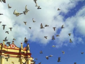 Pigeons in flight over the San Cristóbal Cathedral. PHOTO: CATALINA JIMÉNEZ PÉREZ