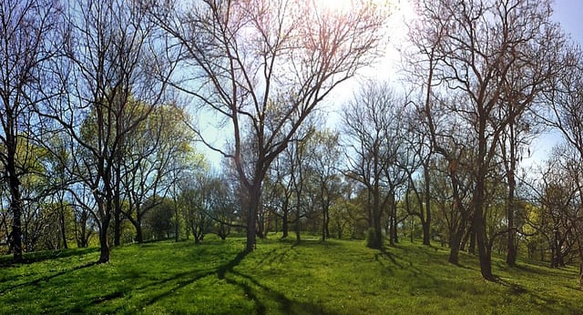 Finding Wild at the Arnold Arboretum Finding Wild at the Arnold Arboretum