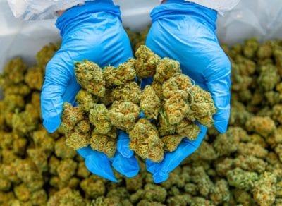 Cannabis 101: What to know about choosing the right strain from 100 possibilities