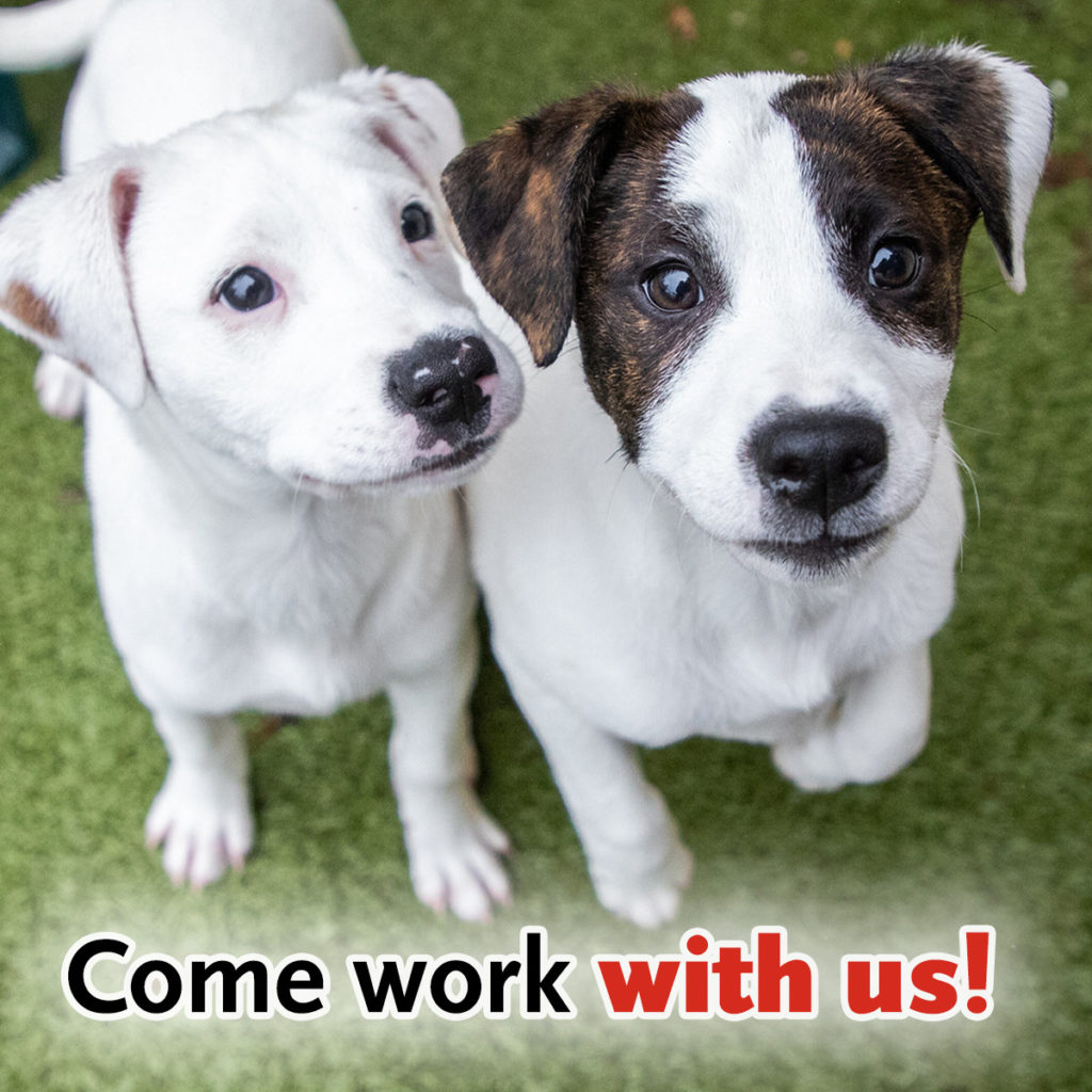 Animal Rescue League of Boston - job fair! - The Bay State Banner Animal Rescue League of Boston - job fair! - The Bay State Banner